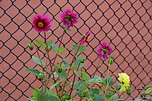 IMG_4561-3